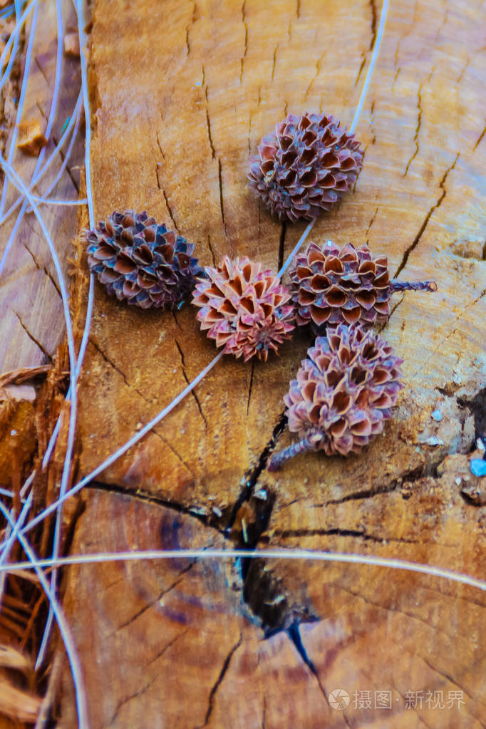 干落的马尾松常见的铁木果实的种子在切树背景上砍伐森林和重新造林的