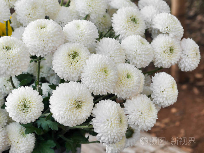 白菊是泰国清迈山上的一束鲜花。
