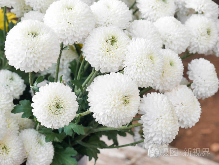 白菊是泰国清迈山上的一束鲜花。