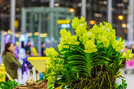 美丽的黄色ascocenda兰花装饰在泰国曼谷苏瓦纳布米机场。 花瓣黄色ascocenda兰花在夜间用谷物拍摄。