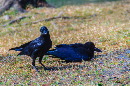 关闭公共公园里的黑乌鸦。 科维斯科罗内常见的黑乌鸦在花园里。