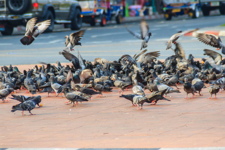 泰国曼谷步行街上的鸽子群。 模糊的一群鸽子在泰国寺庙附近争夺食物，许多挣扎的鸽子。 选择性聚焦