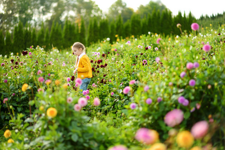 可爱的小女孩在盛开的大丽花球场玩耍。 在阳光明媚的夏日，孩子们在大丽花草地上采摘新鲜的花。 孩子为她妈妈选花。