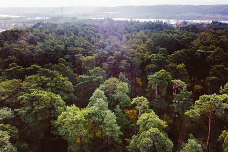立陶宛森林无人驾驶飞机鸟瞰图