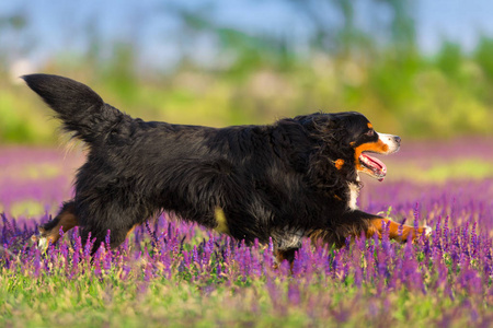 滑稽的伯尼斯狗肖像在鲜花草地上运动