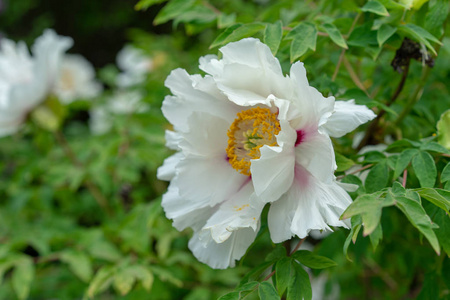 盛开的牡丹树。白牡丹在春季开花, 名为牡丹牡丹 paeoniaceae