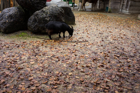 动物公园里的黑山羊