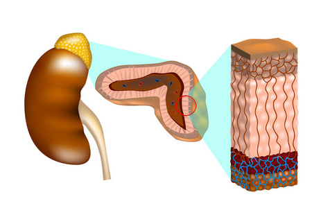 具有肾上腺横截面的人肾脏。 肾上腺也称为肾上腺。 肾上腺的内部结构显示皮质层和髓质