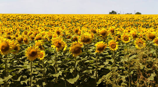 全景图。 农业。 农场里一朵盛开的葵花。 向日葵明亮田野的自然夏季背景。 油籽的培养是在农村地区种植的。 选择性聚焦