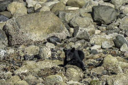 温哥华岛上的一只熊