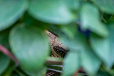 蜥蜴的头的看法, 隐藏在厚厚的绿叶后面
