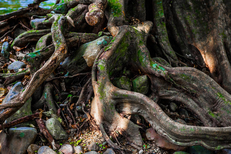 古老的大树,在神秘的森林里有奇怪的弯曲的根,树枝和空洞照片