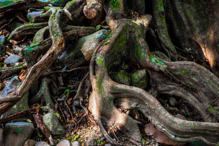古老的大树，在神秘的森林里有奇怪的弯曲的根树枝和空洞