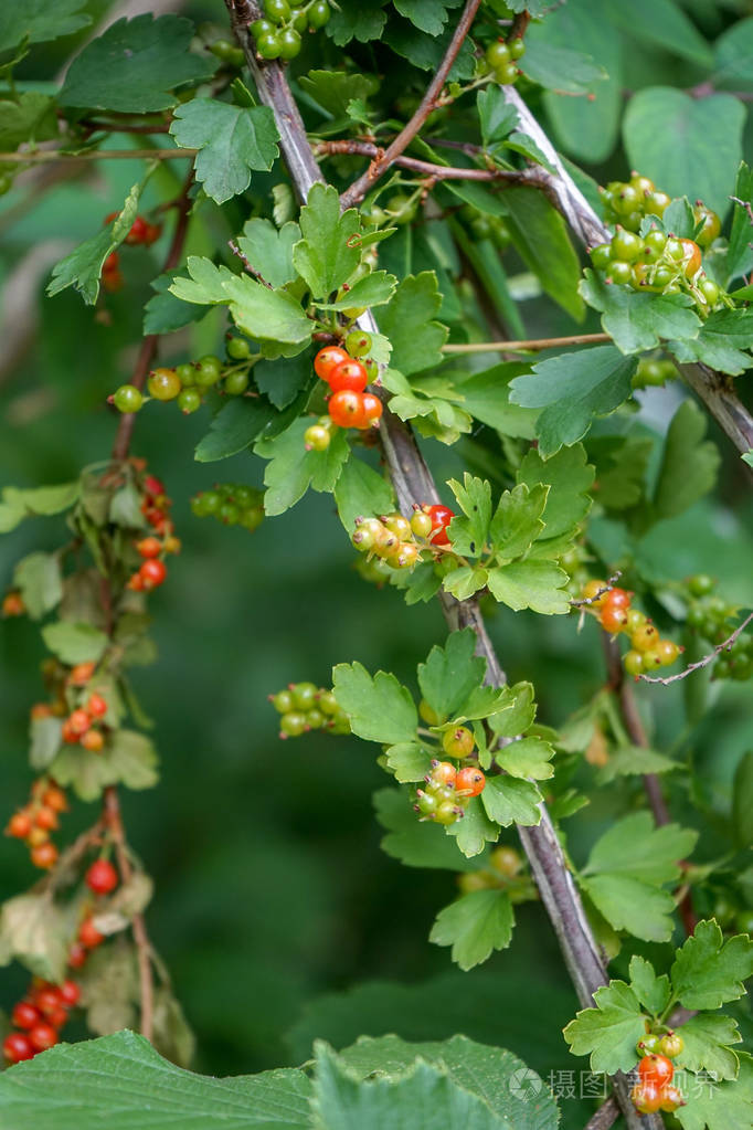 成熟红果的醋栗植株
