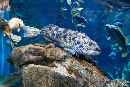 多伦多水族馆的海洋鱼