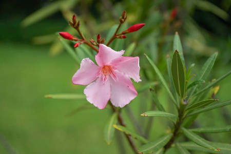 粉红色的夹竹桃科图片