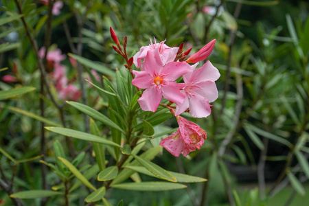 粉红玫瑰湾花, 夹竹桃夹竹桃夹竹桃科家族