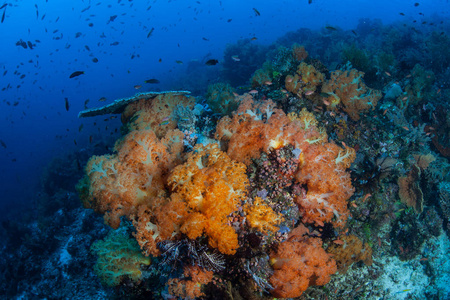 生机勃勃的软珊瑚覆盖了印度尼西亚科莫多国家公园的一个健康珊瑚礁。 这个地区以科莫多龙和壮观的海洋生物多样性而闻名。