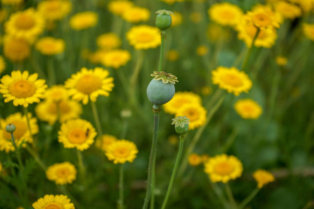 玛格丽特雏菊黄花, Anthemis Tinctoria Kelwayi