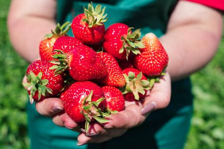 s hands with fresh strawberries collected in the garden, green l