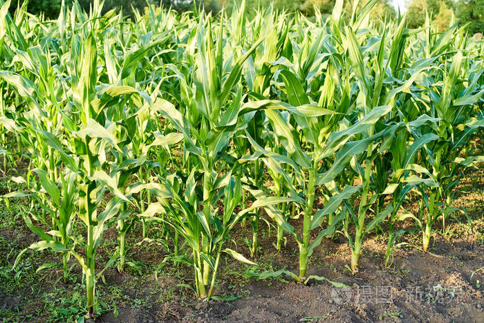 玉米农业. 植物生长. 农业场景. 一排排有深色土壤的年轻玉米植株