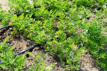 胡萝卜幼苗生长在蔬菜床上,滴灌系统复制空间. 有机农业.