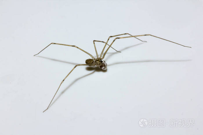 白色背景上的棕色蜘蛛照片 正版商用图片12ejux 摄图新视界 白色背景上的棕色蜘蛛照片 正版商用图片12ejux 摄图新视界