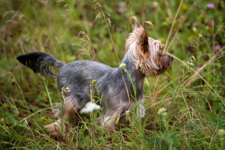 可爱的约克郡猎犬肖像，站在草地上，夏天户外