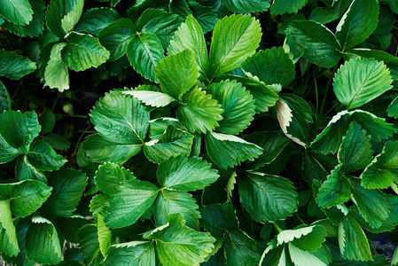 绿叶背景. 绿色背景,叶子自由空间. 自然背景. 性质概念照片