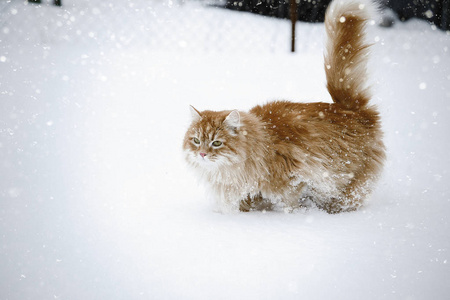 红猫在雪地里坐着玩。 毛茸茸的可爱猫