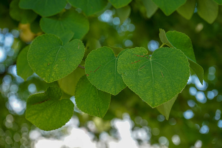 樟树的棕色和绿叶树叶背景樟香樟树的叶子樟树的棕色和绿叶香樟幼叶