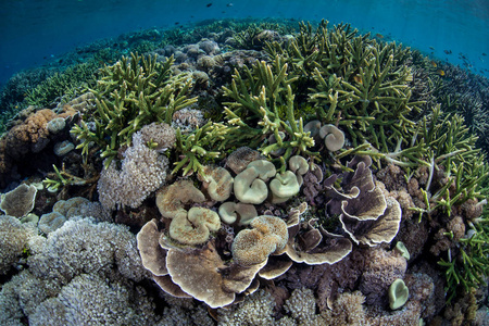 印度尼西亚科莫多国家公园的浅滩生长着一个美丽而脆弱的珊瑚礁。这个热带地区以科莫多龙和壮观的海洋生物多样性而闻名。