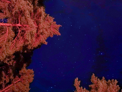 夜空背景下明亮的树木。 星空多汁的天空