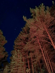 野营。 夜空和森林中的树木。 星空