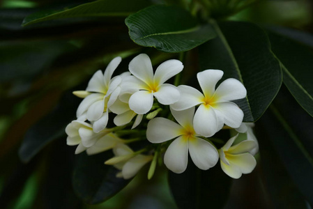 美丽的花园花。五颜六色的宇宙花，抽象的光和背景。春天的正式花园。 美丽的花园五颜六色的花。