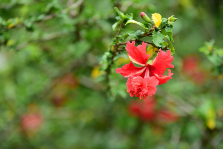 美丽的花园，五颜六色的花朵，点缀着正式的花园。 公园。 美丽的花园。在夏天盛开的花园里花朵，在夏天绽放。