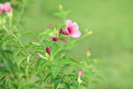 美丽的花园，五颜六色的花朵，点缀着正式的花园。 公园。 美丽的花园。在夏天盛开的花园里花朵，在夏天绽放。