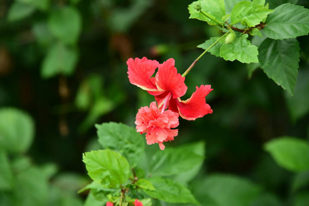 美丽的花园，五颜六色的花朵，点缀着正式的花园。 公园。 美丽的花园。在夏天盛开的花园里花朵，在夏天绽放。