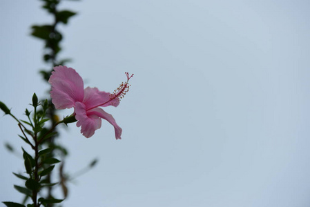 美丽的花园，五颜六色的花朵，点缀着正式的花园。 公园。 美丽的花园。在夏天盛开的花园里花朵，在夏天绽放。