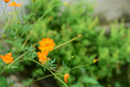 美丽的花园，五颜六色的花朵，点缀着正式的花园。 公园。 美丽的花园。在夏天盛开的花园里花朵，在夏天绽放。