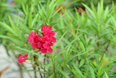 美丽的花园，五颜六色的花朵，点缀着正式的花园。 公园。 美丽的花园。在夏天盛开的花园里花朵，在夏天绽放。