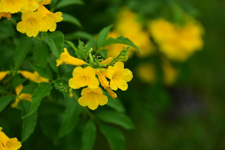 美丽的花园花。五颜六色的花，抽象的光和背景。春天的正式花园。 美丽的花园五颜六色的花。