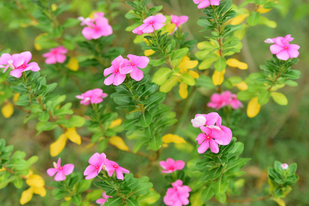 美丽的花园花。五颜六色的花，抽象的光和背景。春天的正式花园。 美丽的花园五颜六色的花。