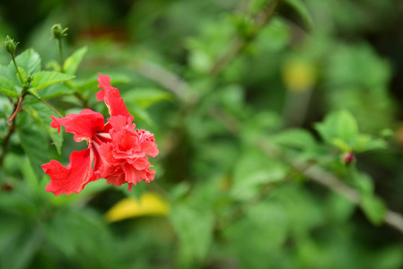 花园里五颜六色的花。梅花盛开。花园里美丽的花在夏天绽放。点缀着正式的花园，美丽的花园。