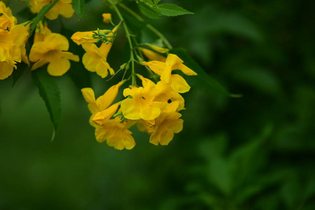 花园里五颜六色的花。梅花盛开。花园里美丽的花在夏天绽放。点缀着正式的花园，美丽的花园。