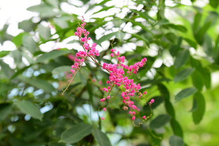 花园里的一群粉红色的花和蜜蜂。美丽的紫罗兰花，有树枝和绿叶。大自然中五颜六色的花。