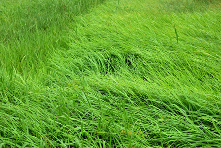 绿色的草地，风吹得很漂亮。 用作背景图像。