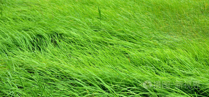 绿色的草地风吹得很漂亮用作背景图像