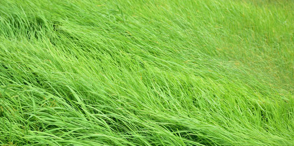 绿色的田野,有风吹草.绿色的田野,有轮子的轨道.