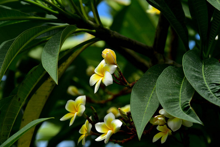 花园里五颜六色的花。花园里美丽的花在夏天绽放。